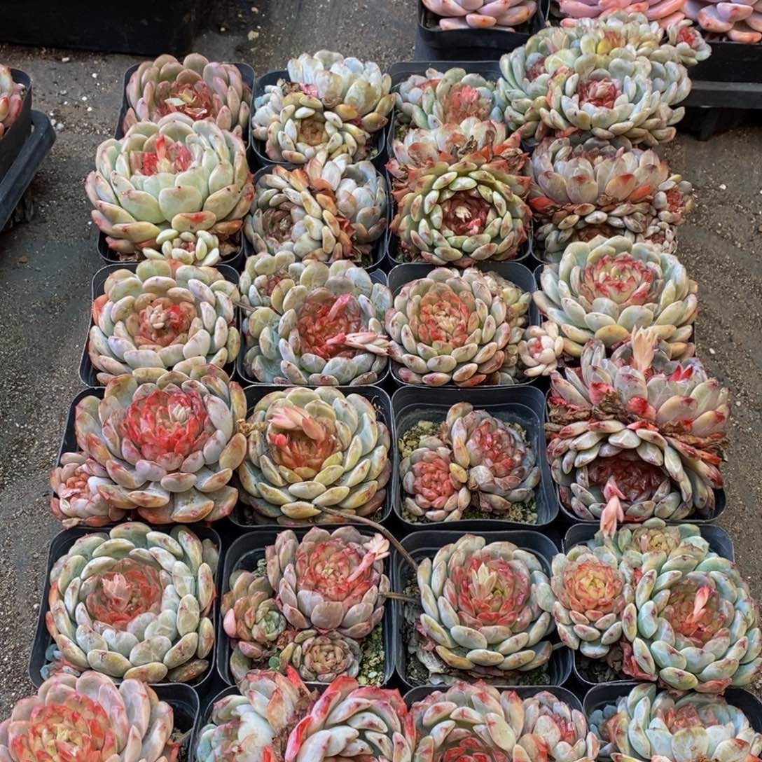 417的人和我一起看电影