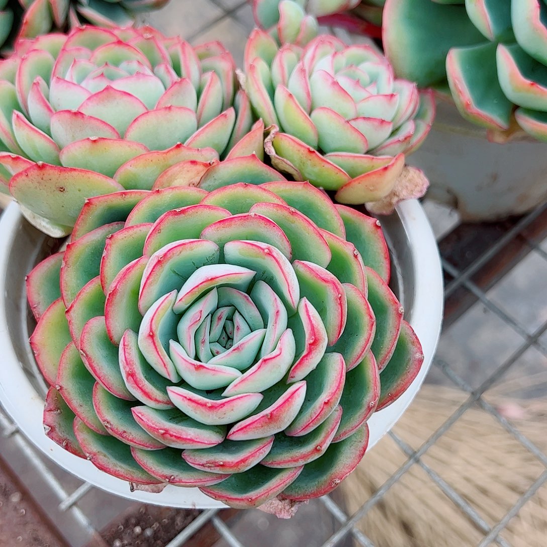 晨露多头群生精品特价