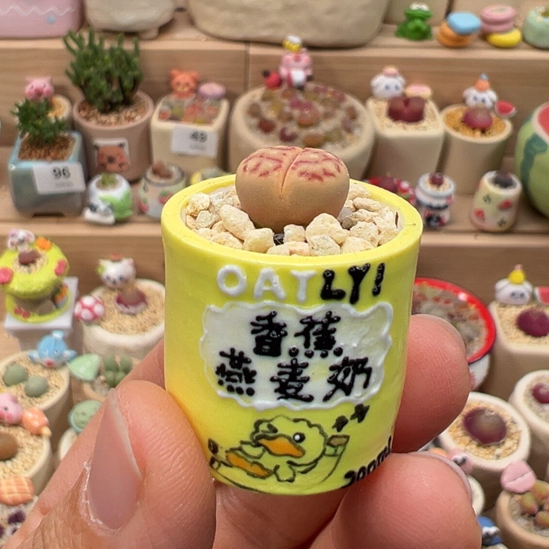 多肉植物152号拇指盆