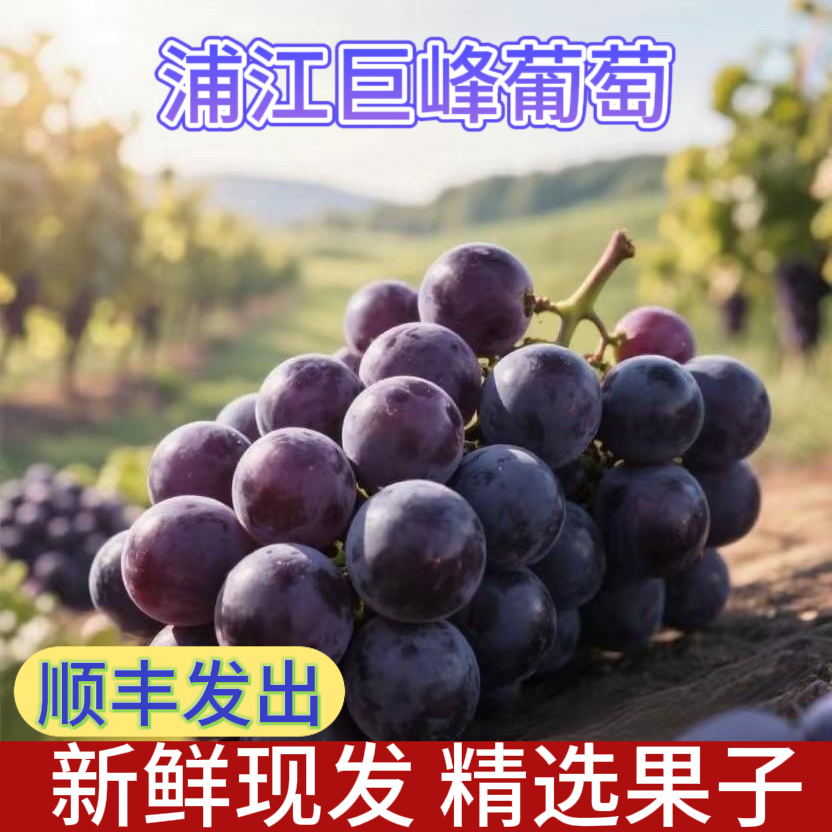 浦江巨峰葡萄新鲜现摘现发整串礼盒包装皮薄肉厚有籽紫葡萄浙江省