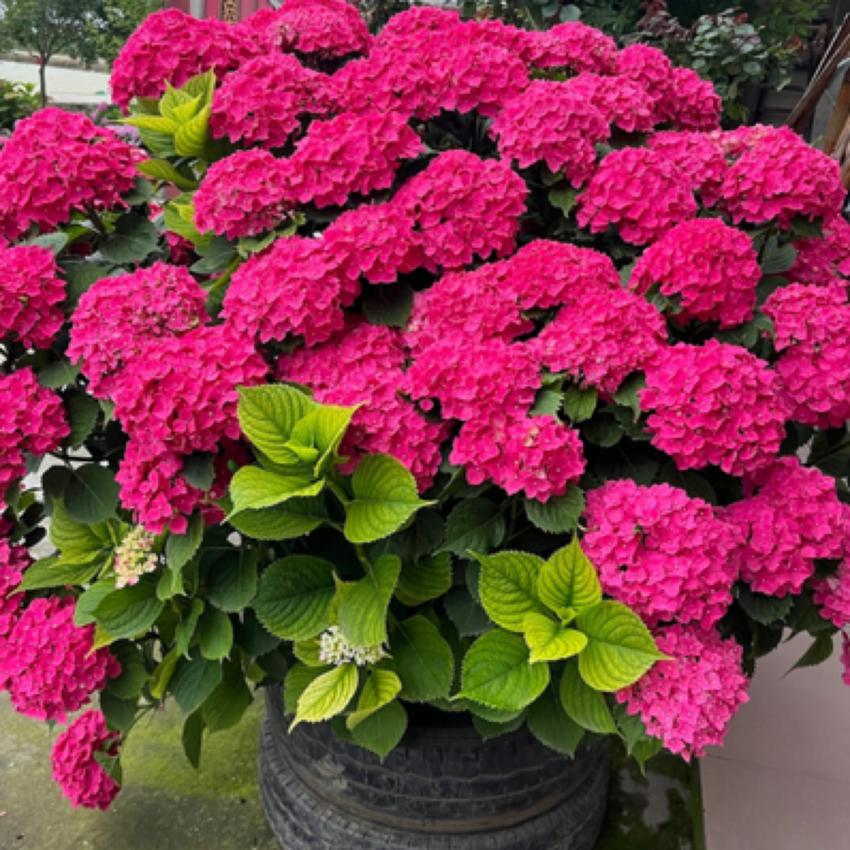 绣球《玫红妈妈》适合阳台地栽庭院易养护趣味美观绣球花