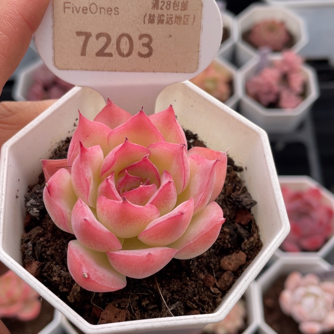 侧影7203-4.5厘米