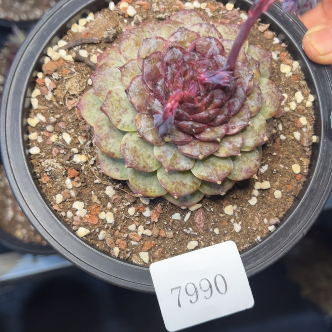 明*7990人物多哦哦多哦肉