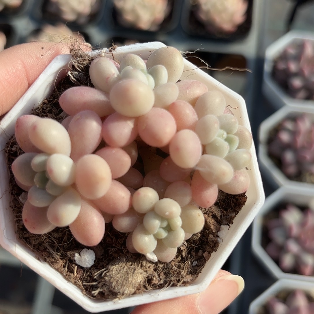 精品鱼子酱多肉植物