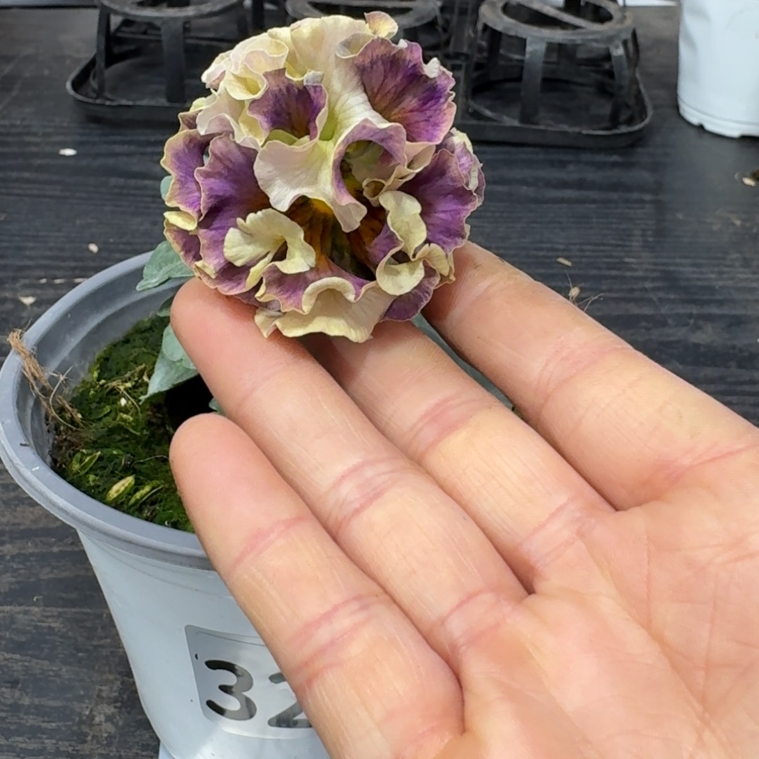 全部花朵329号礼服