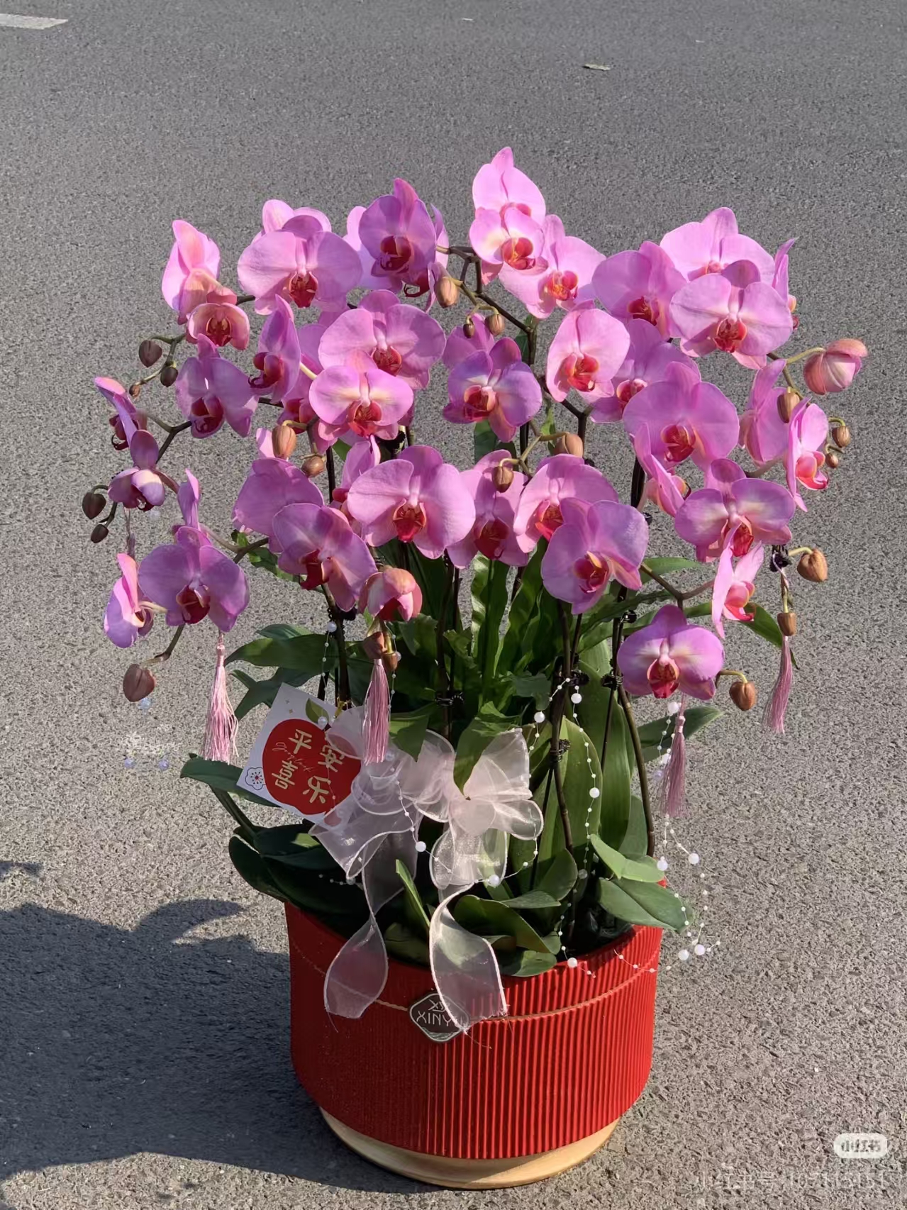 【斯嘉丽带剑】3.5寸杯 含花剑-不含花苞-蝴蝶兰客厅绿植盆栽