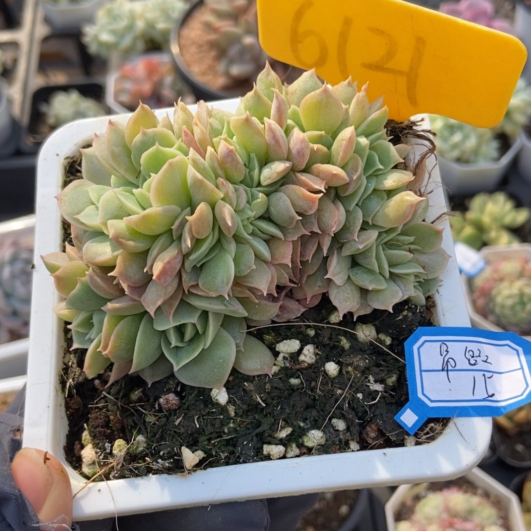 6121昂缀多肉植物保护