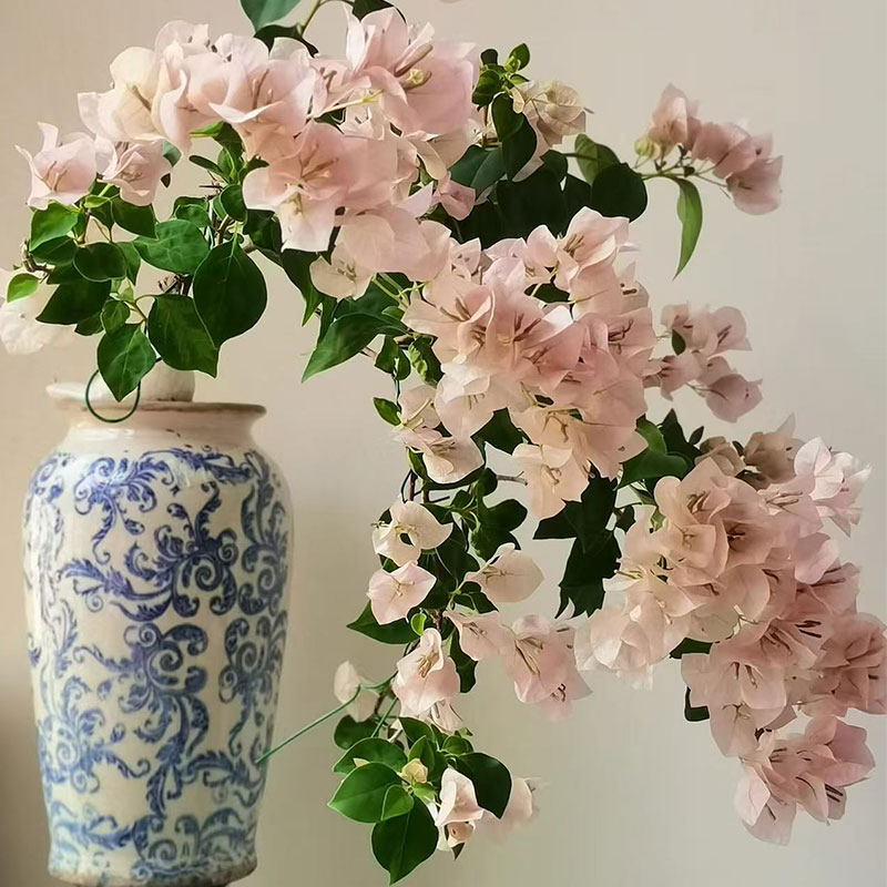 暗斑丽人  三角梅粉色耐热勤花丰花爬藤四季开花好养活盆栽花苗