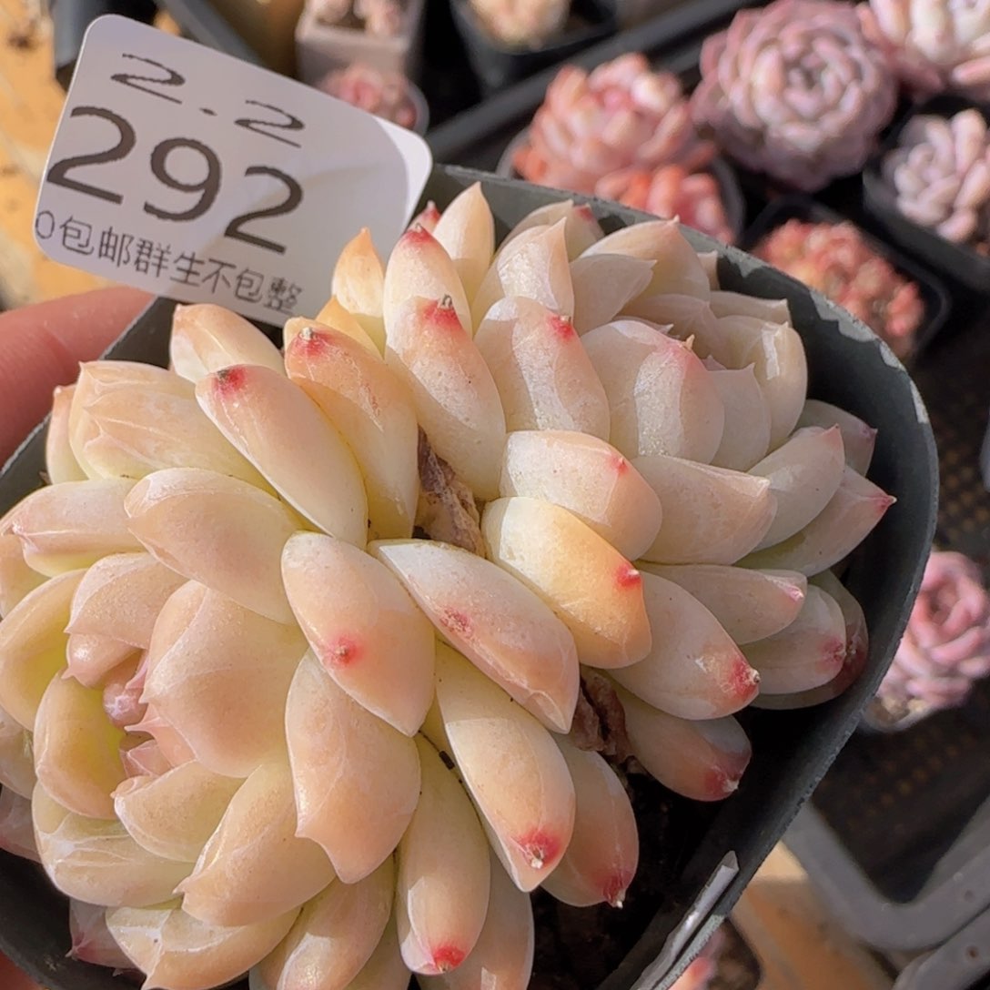 白桃汽水双头一颗