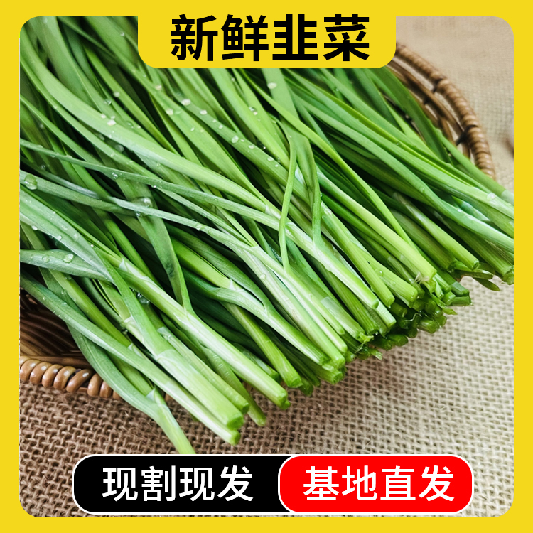【原生态】头茬新鲜安心韭菜 不泡药水  无农残韭菜
