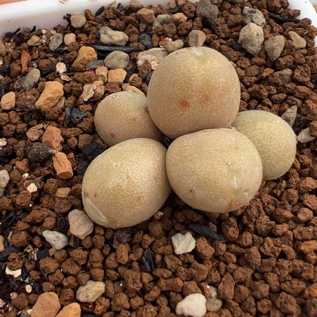 551多肉植物组合