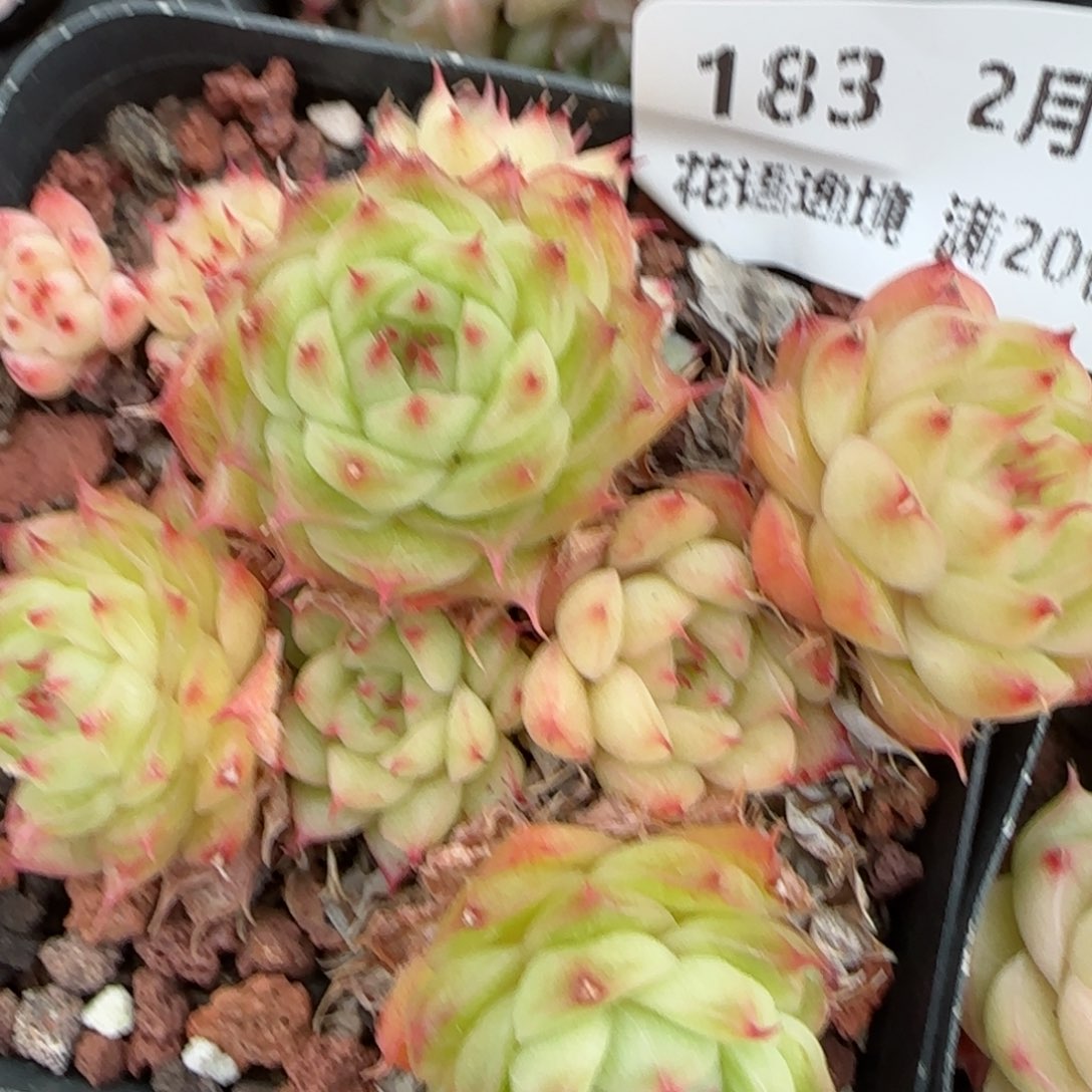 花语逸镜0204-183