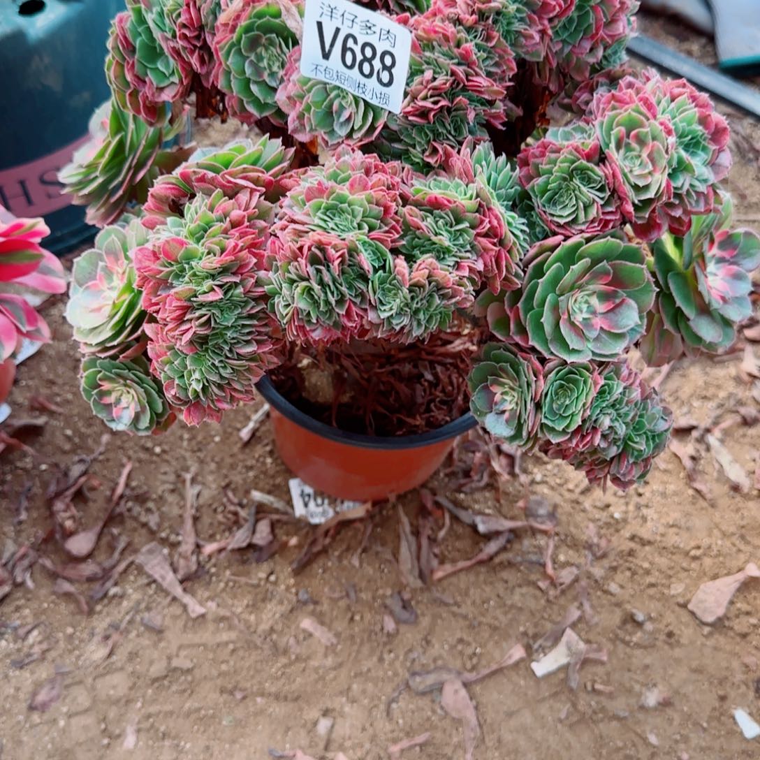 荔枝法师688冠幅30