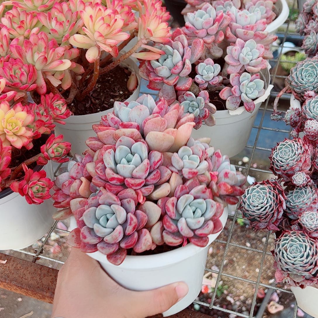 花斑露多头群生精品特价