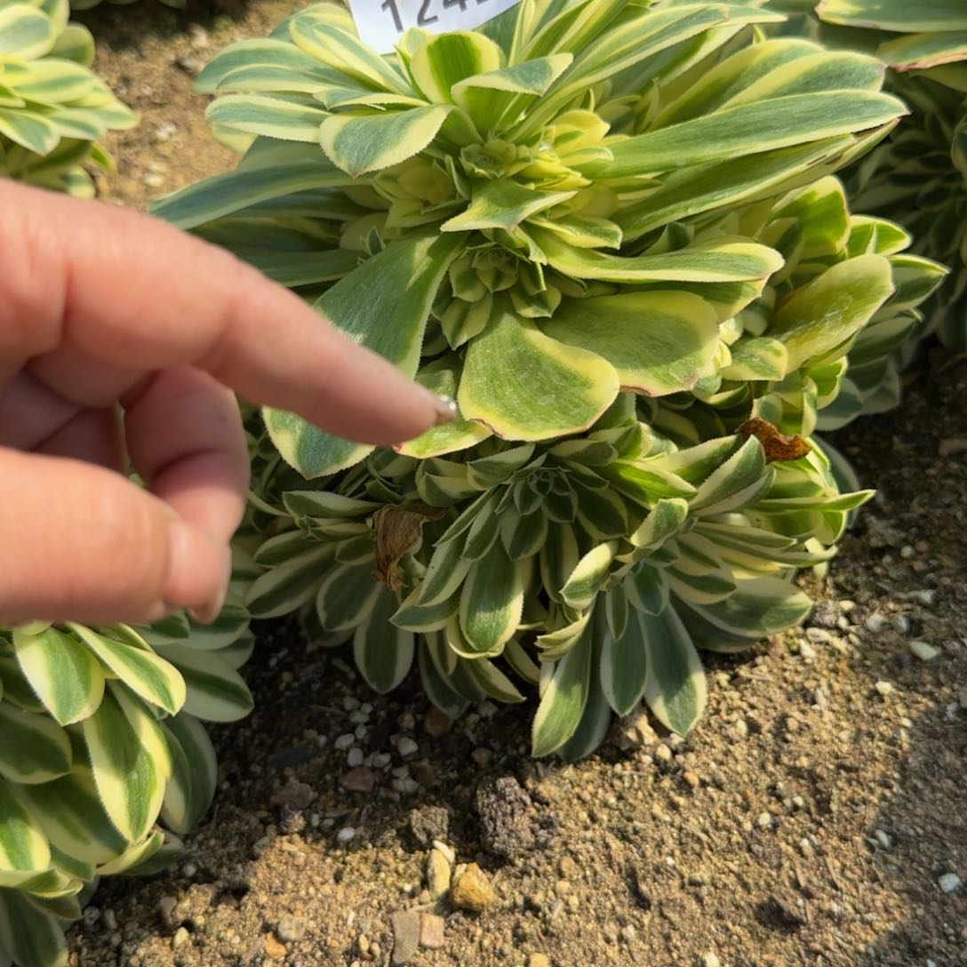 1242迈巴赫。多肉植物