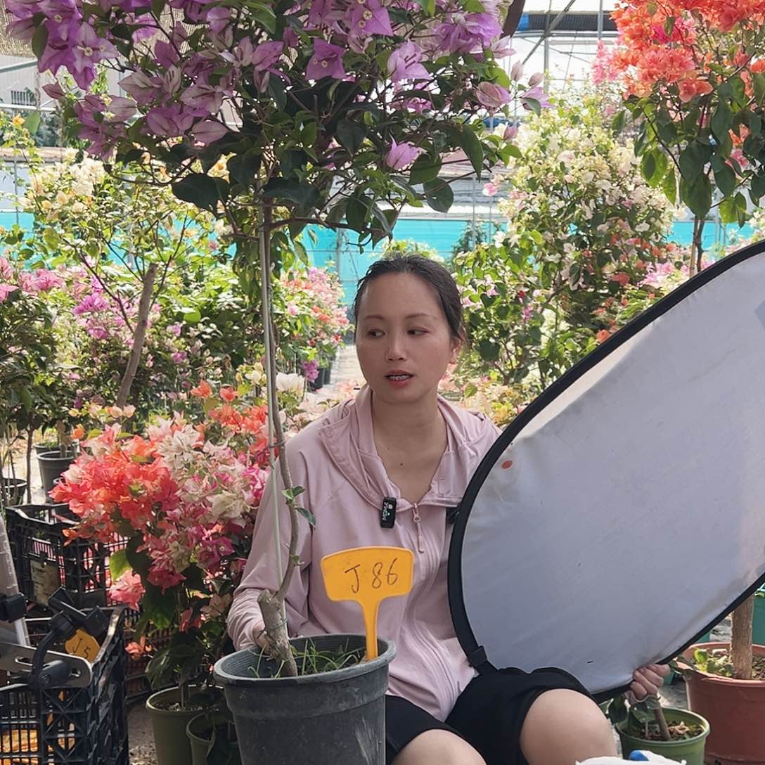 家***食大部分花苞少量开放J86雪紫