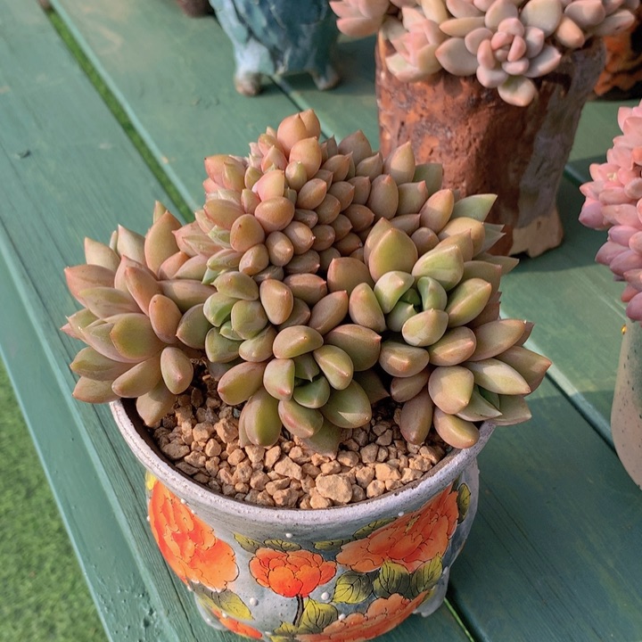 红象牙老庄自然无砍