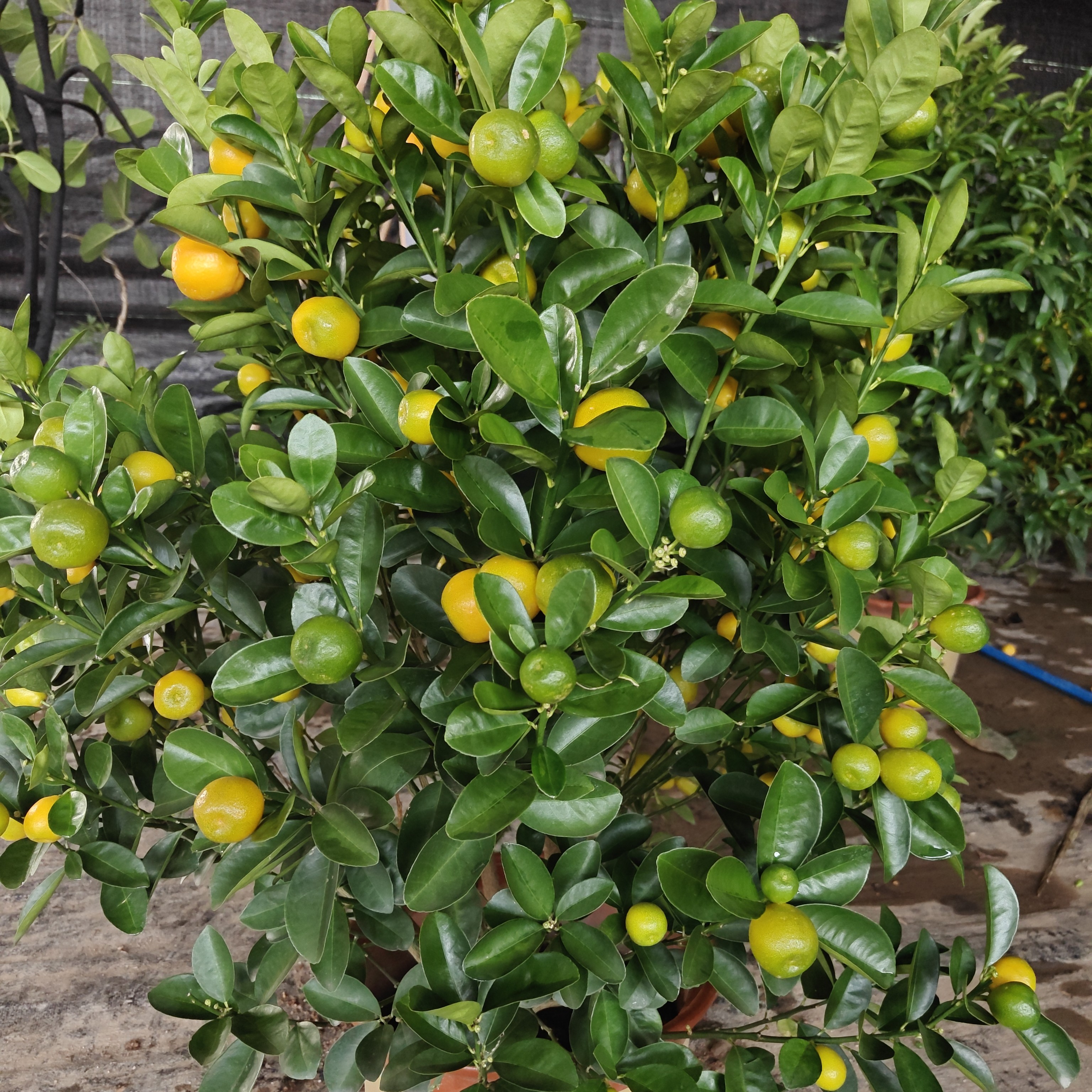 金旦金桔盆栽室内室外地栽一物一拍