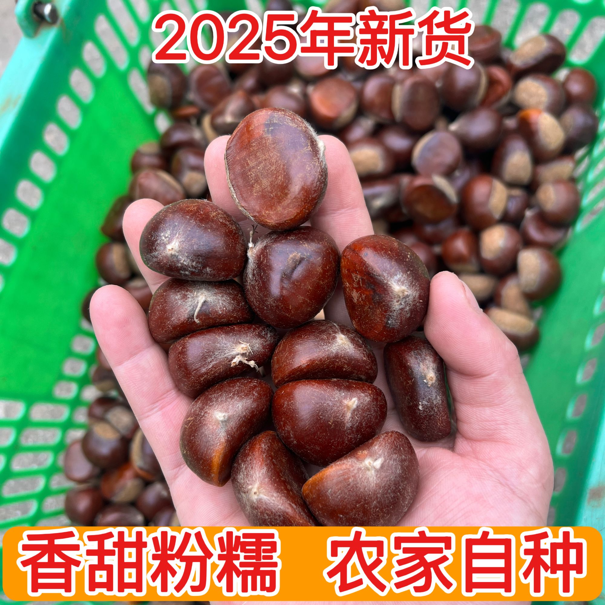 2025年头茬信阳新鲜栗子现捡现发油板栗绿色有机毛板栗