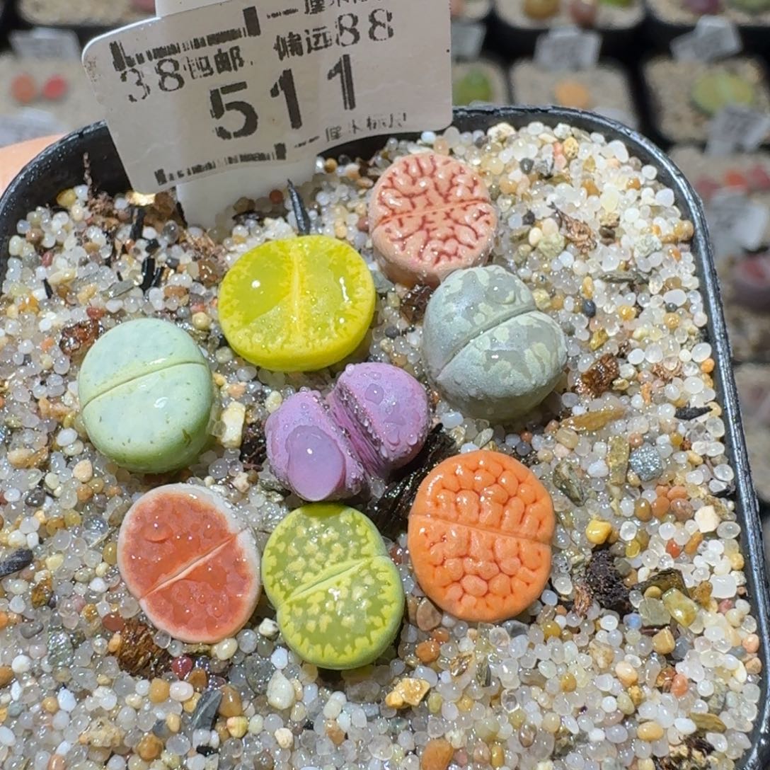 Ssss好货也清了511