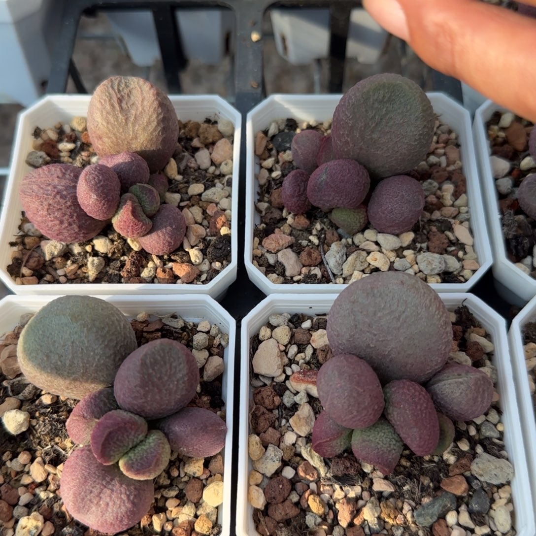 红烧肉多肉量拍链接