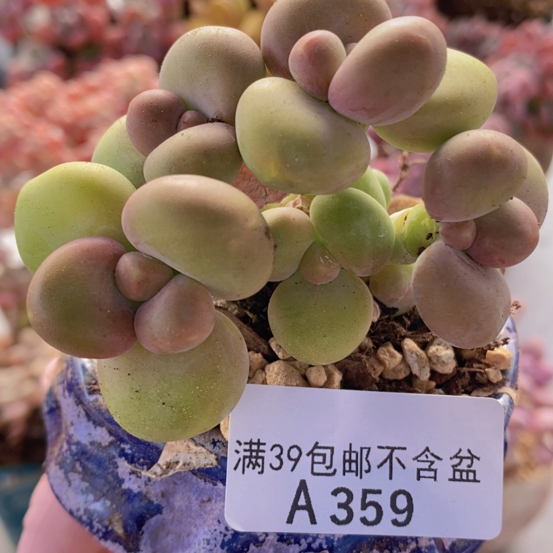 kk奶7cm359多肉植物