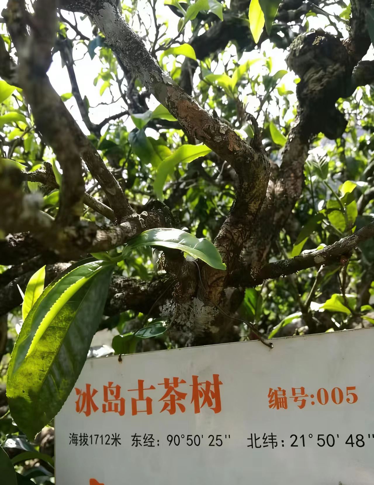 冰岛老寨古树 一泡千金！一秒回甘/高香高甜/一秒生津/一泡喝服