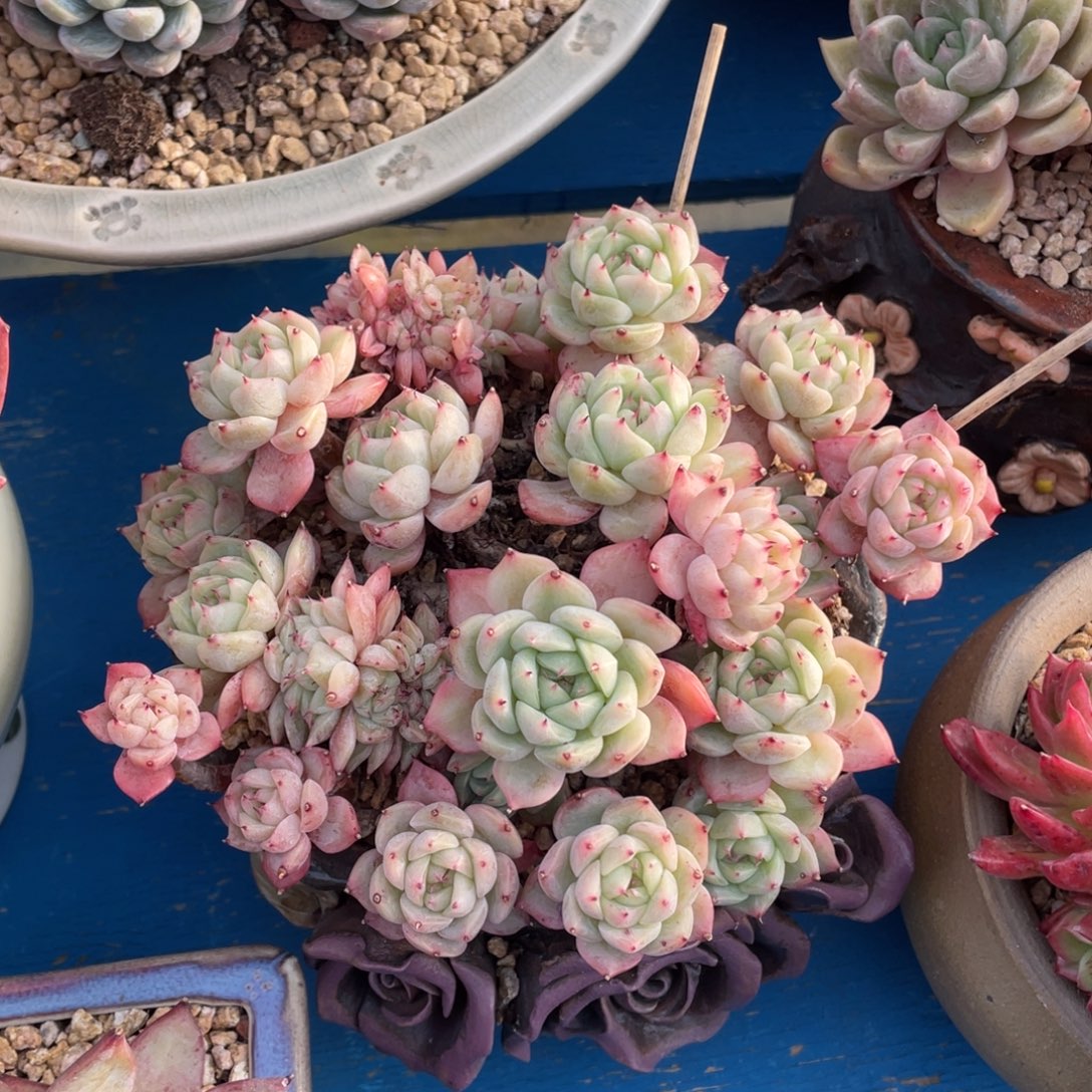 豆总多肉蓝眼精朵朵