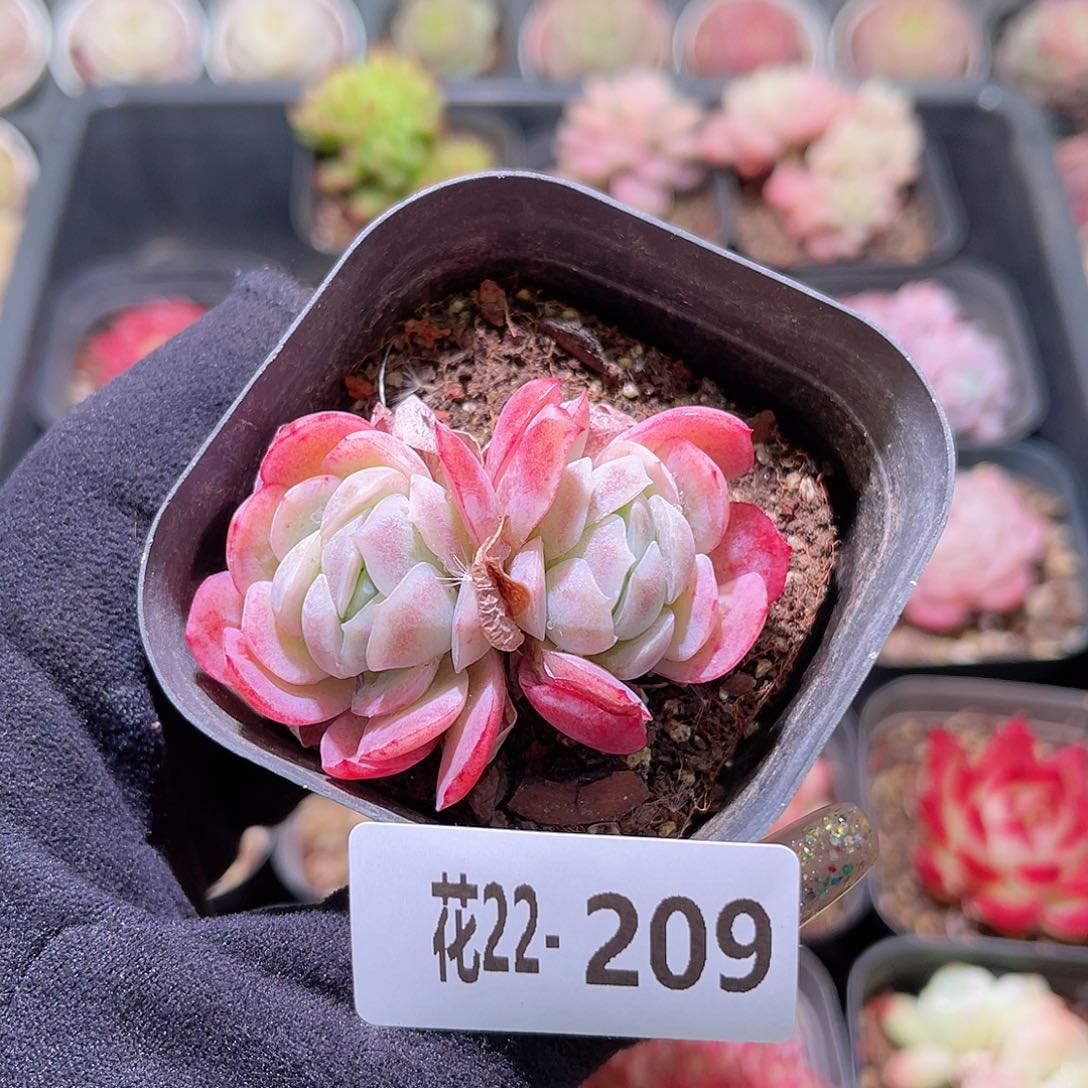 花利美22-209贝瑞