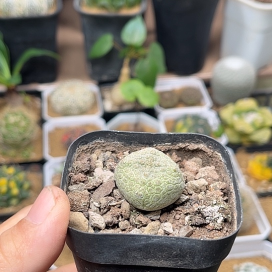 无花朵2.6cm四角凝蹄玉实生球一颗