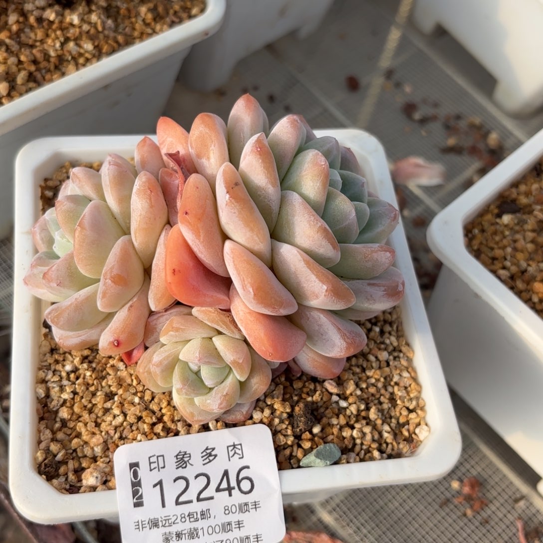 多肉植物12246福利