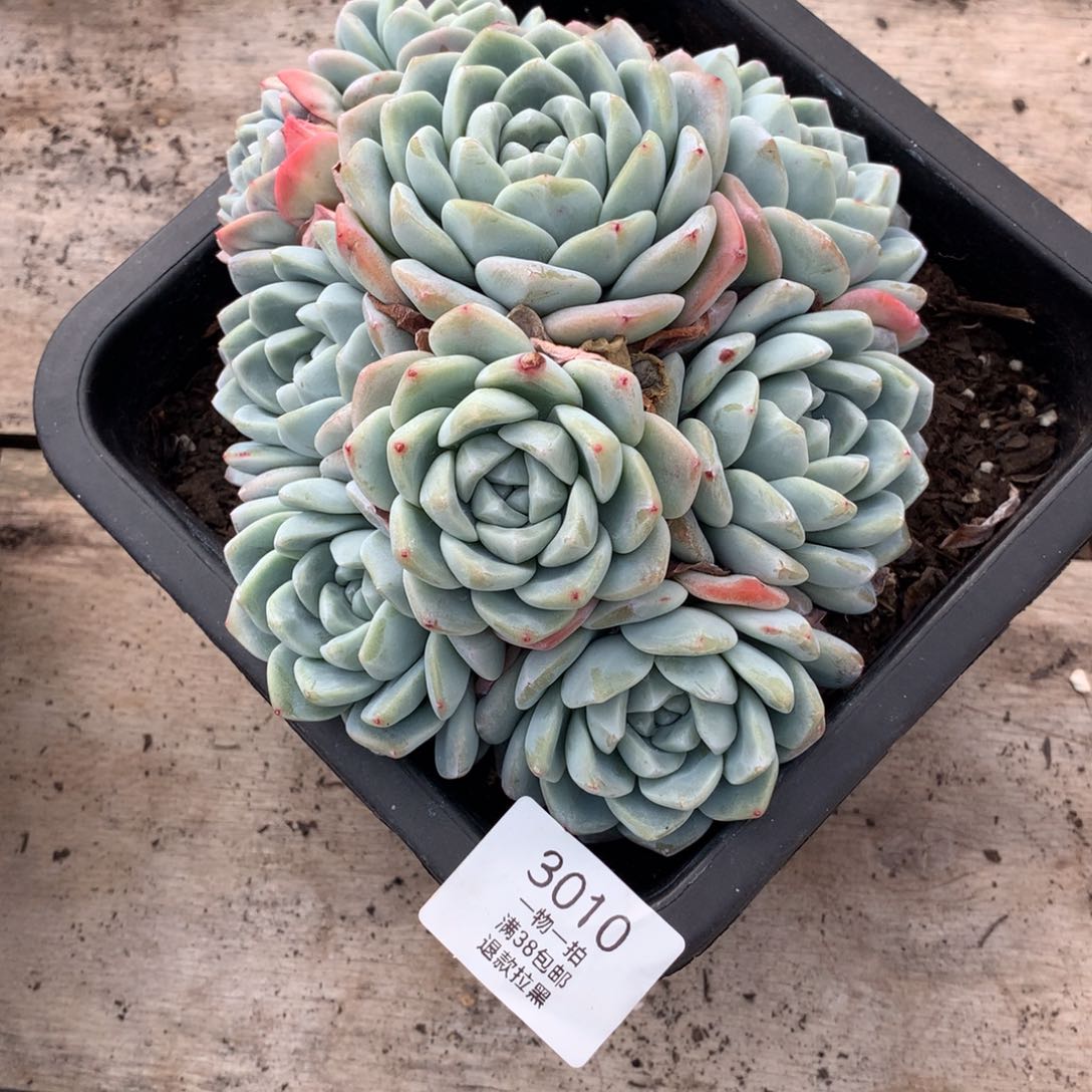 18厘米九头有砍冰玉3010