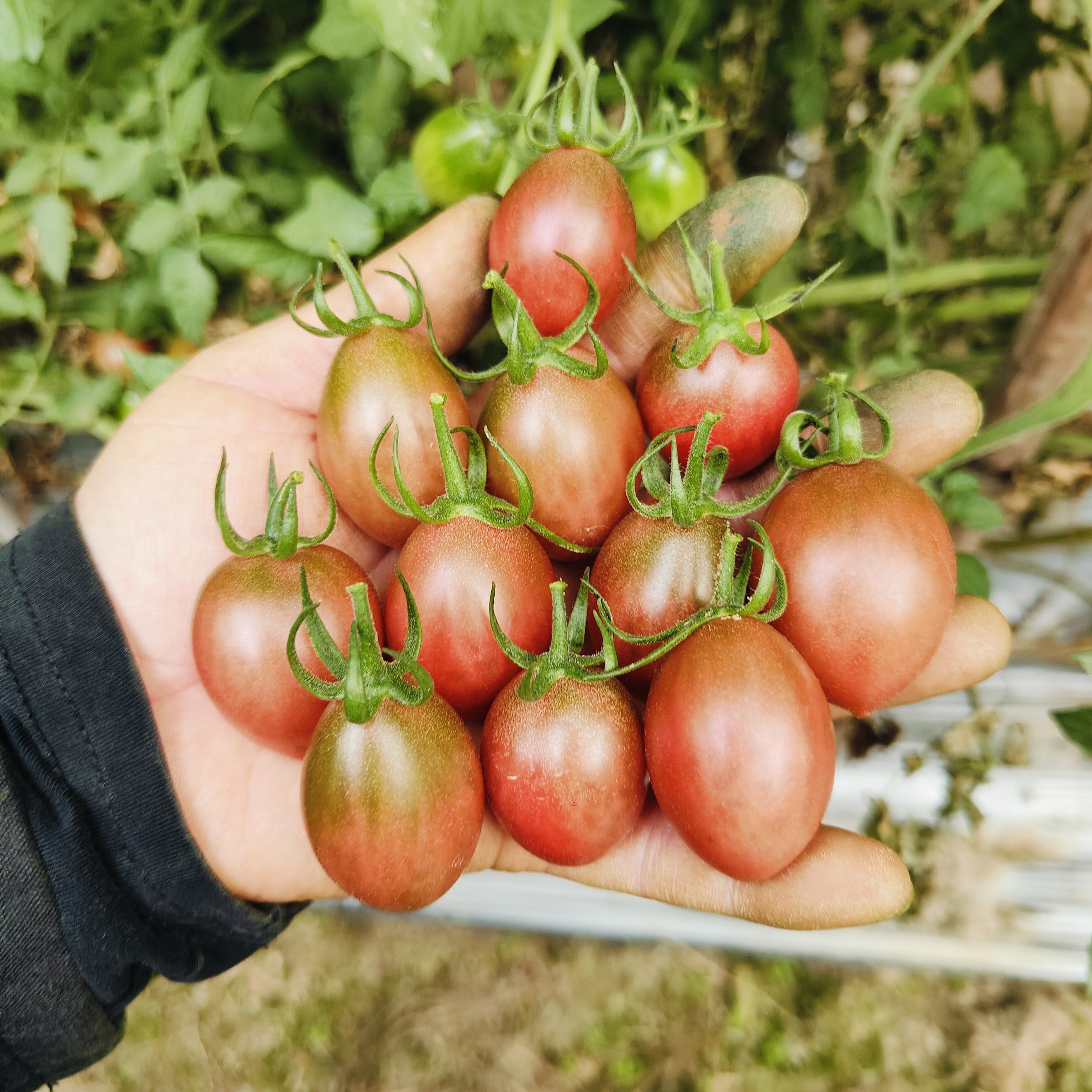 广东汕尾紫弹头小番茄圣女果农家露天山泉水种植