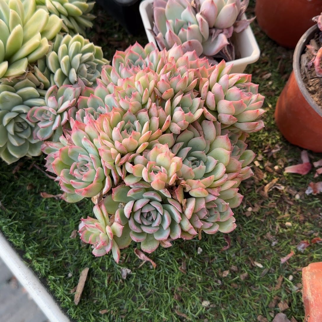 无花朵密密麻麻侧影
