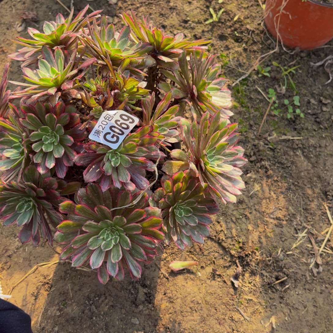69多肉植物捧花的