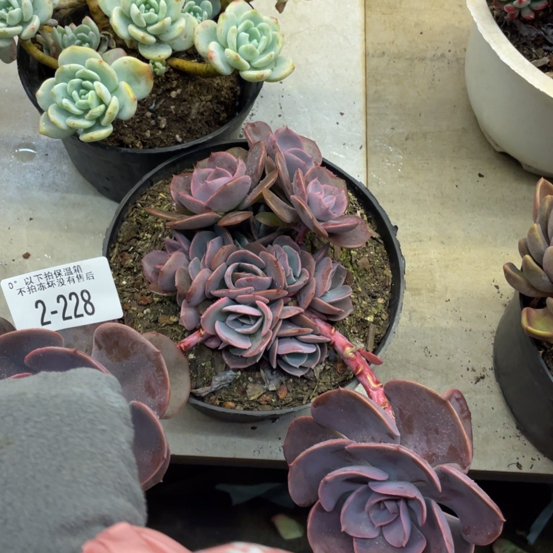 星***^黑大帅多肉2.228尘埃