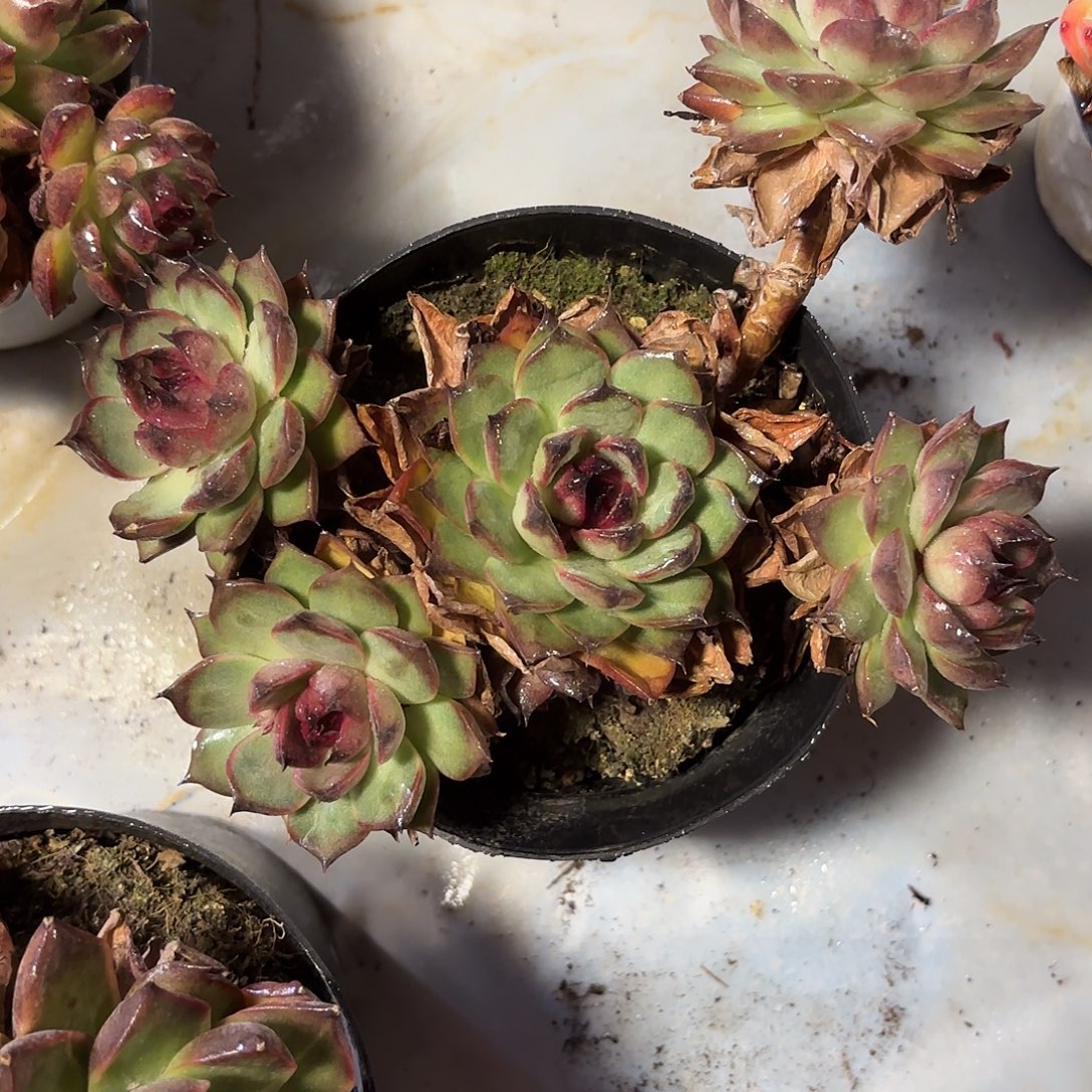 多肉植物啦啦啦啦啦