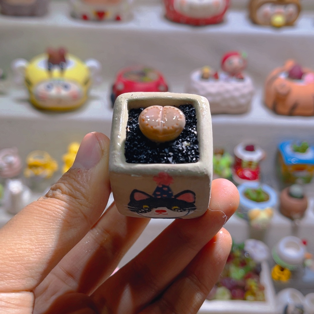 042饼干带盆土一套30