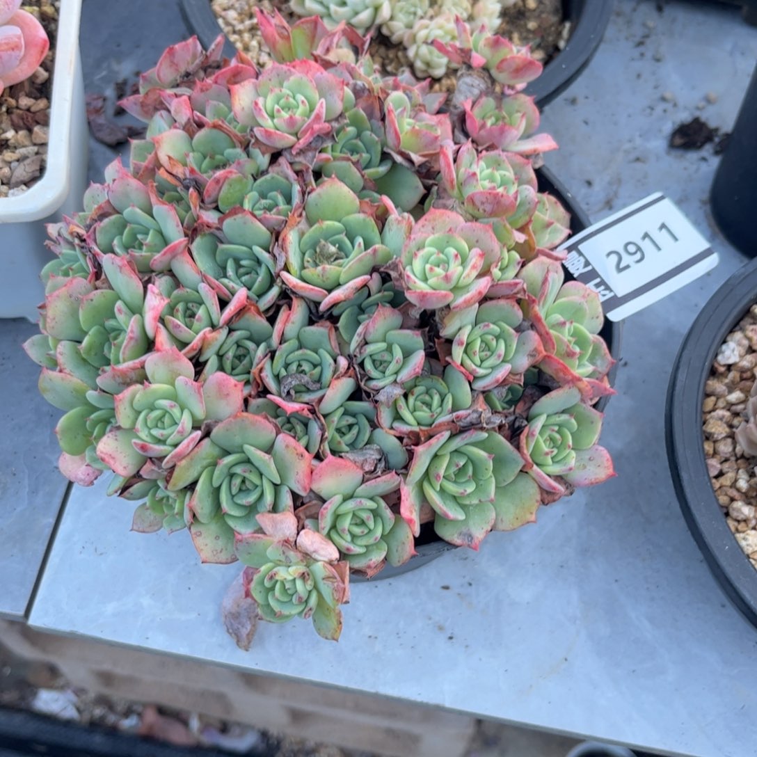 杂多肉植物哦2911