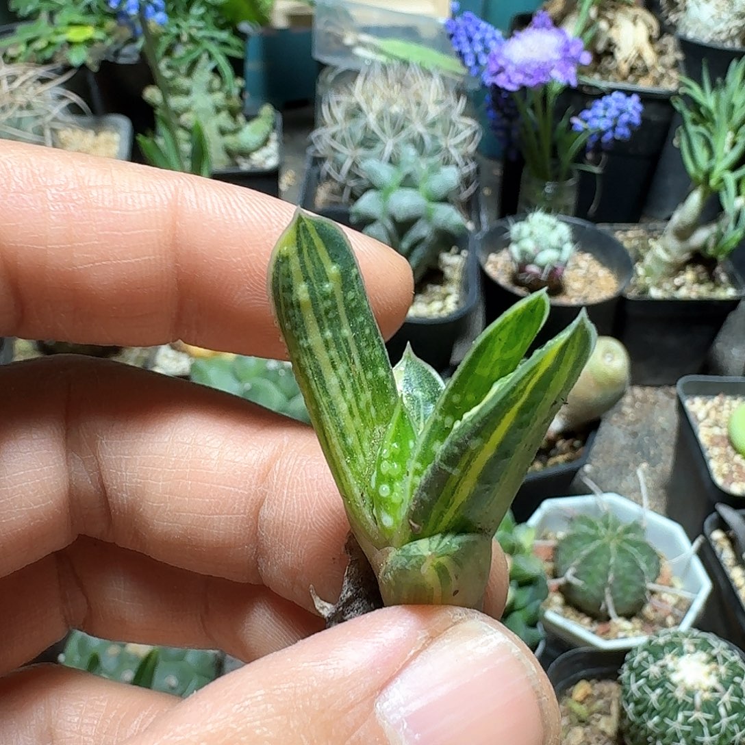 403卧牛锦侧芽无根