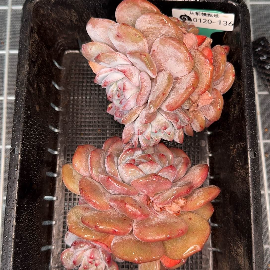 从前慢花园精选0120-136