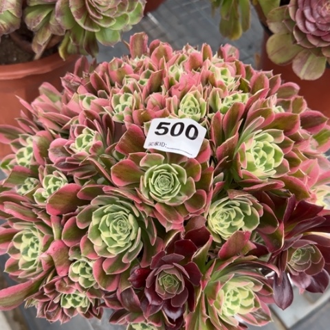 500白凤朵朵30厘米左右