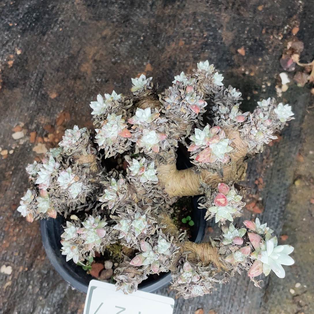 瑕疵特价不售后0127