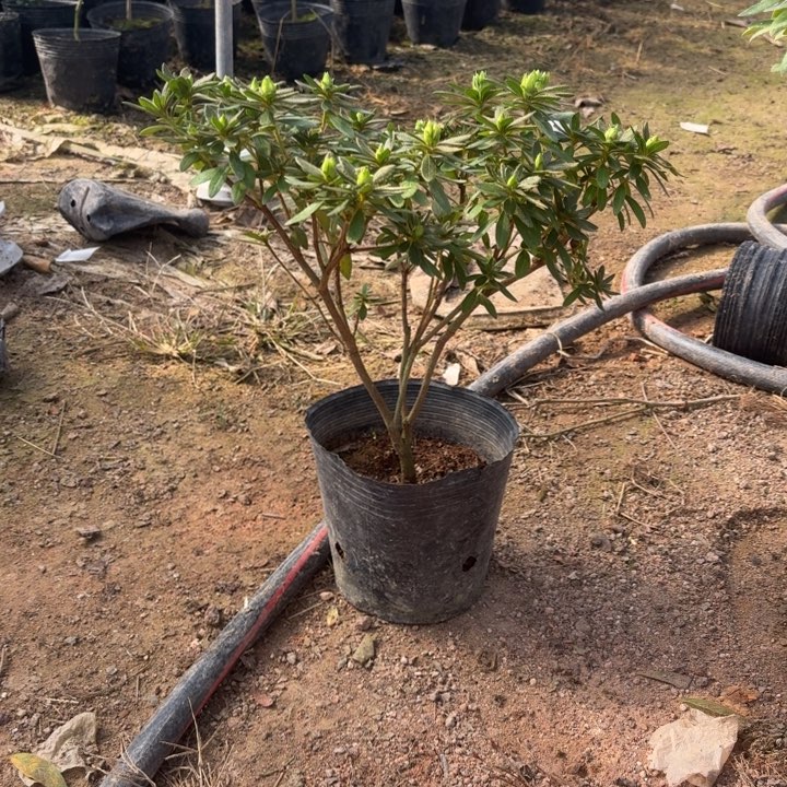 完全开放岸牡丹杜鹃花