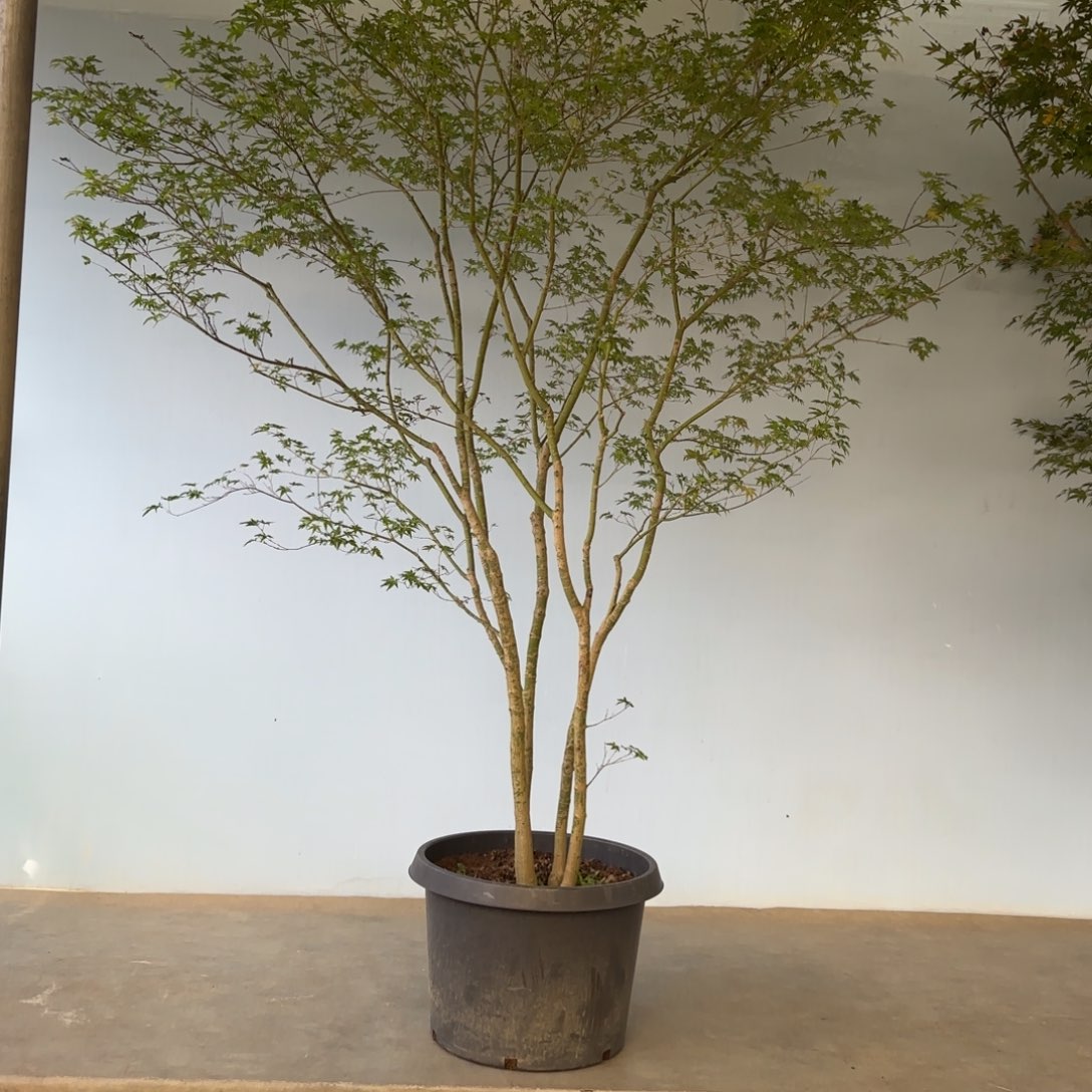 无花朵红  一物一拍3000