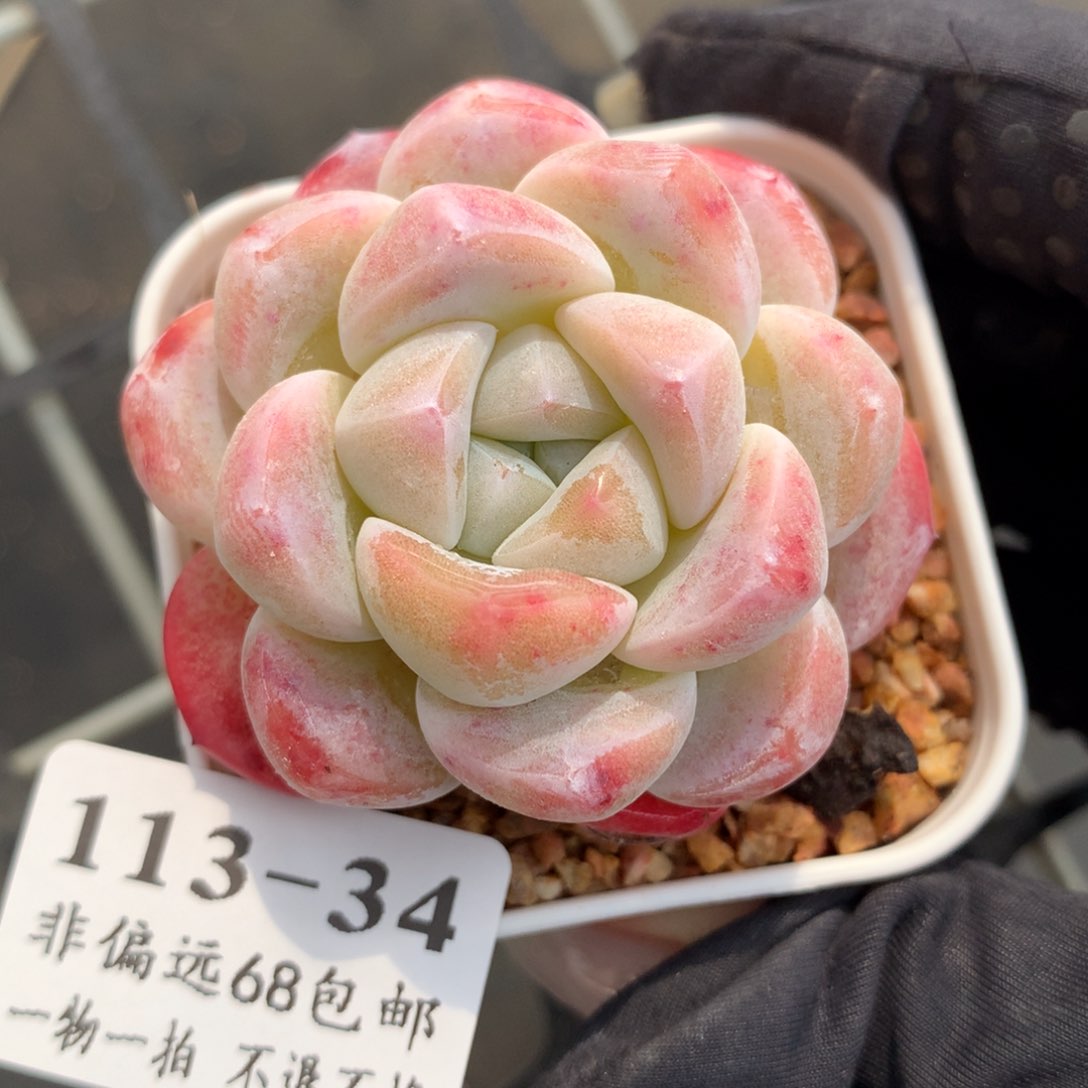 34。血斑雪媚娘。满六八包邮