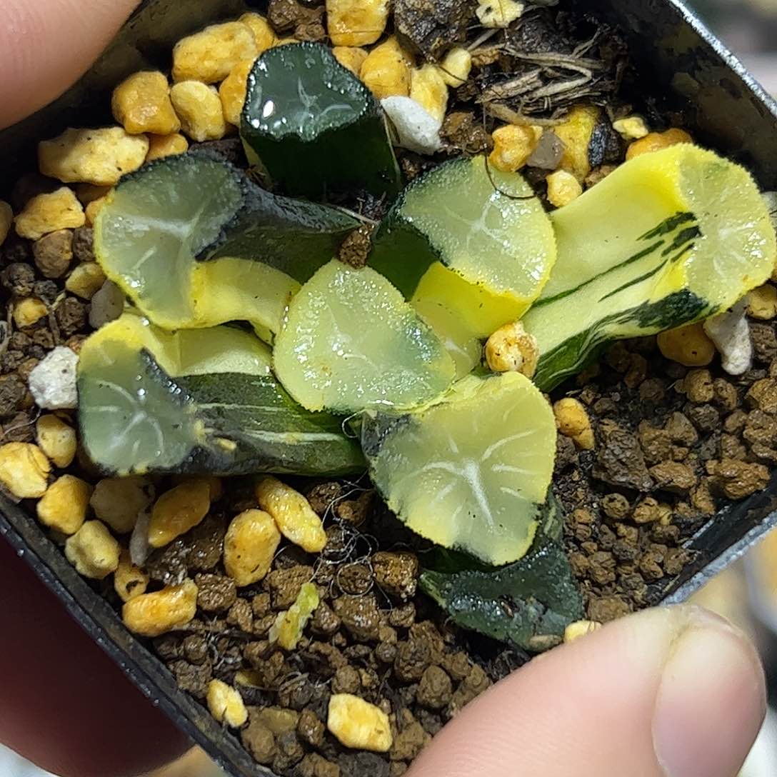 玉龙万象锦十二卷多肉