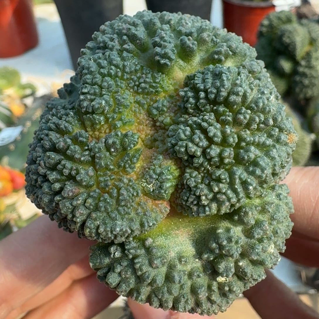 【闪购商品】苗接大尤哥斯拉470