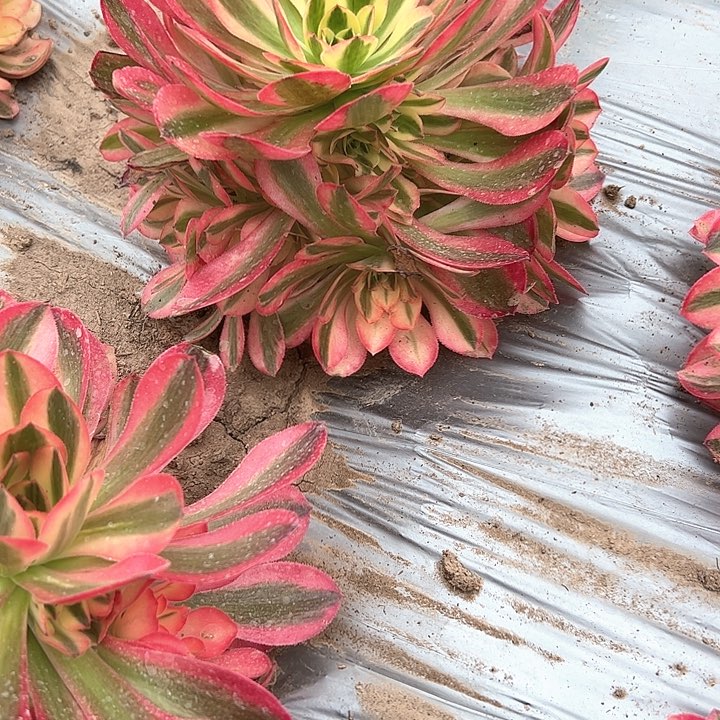 法师植物链接粉女巫