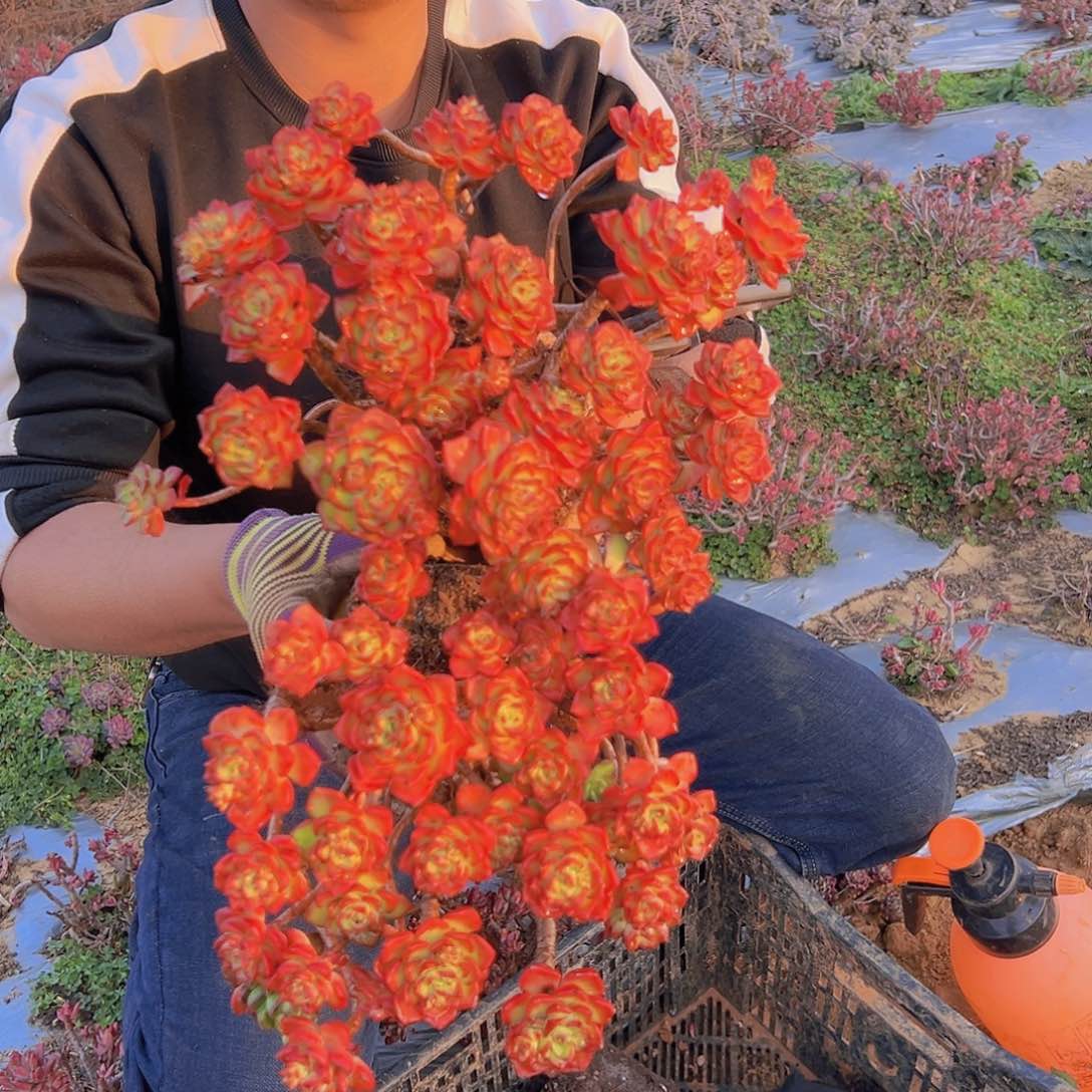 鸡血玫瑰蒂亚2棵元霄福利